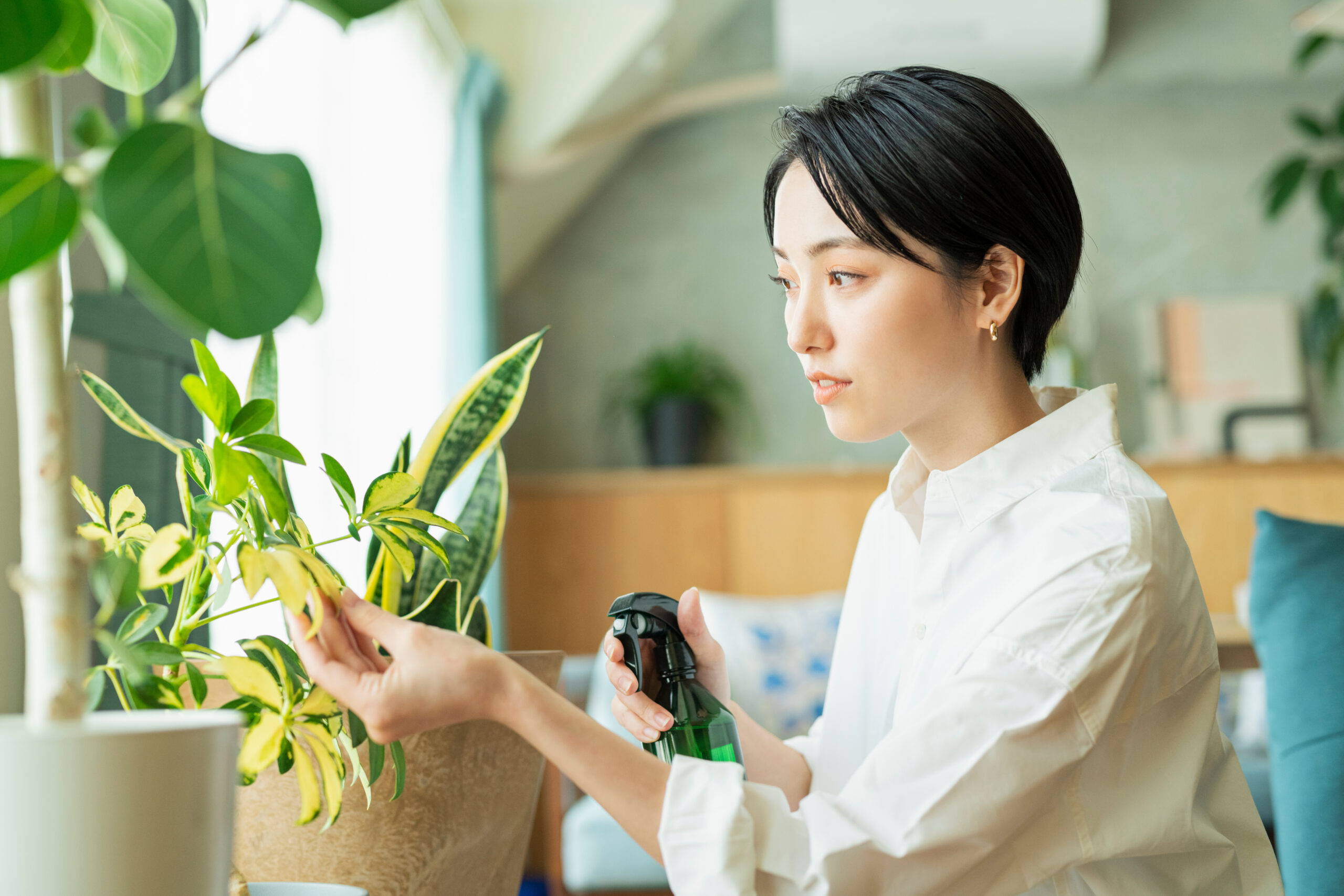 金運・恋愛運・仕事運を呼び込む！風水で選ぶ初心者向け観葉植物おすすめ7選
